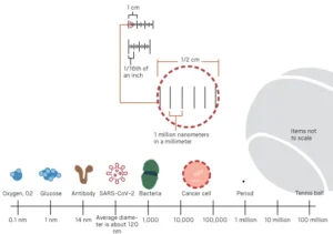 Relative sizes of coronavirus and other objects